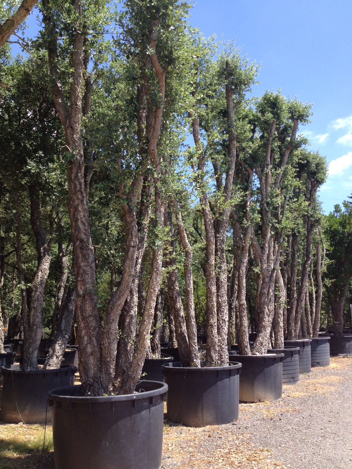 SUGHERO ESEMPLARE VENDITA